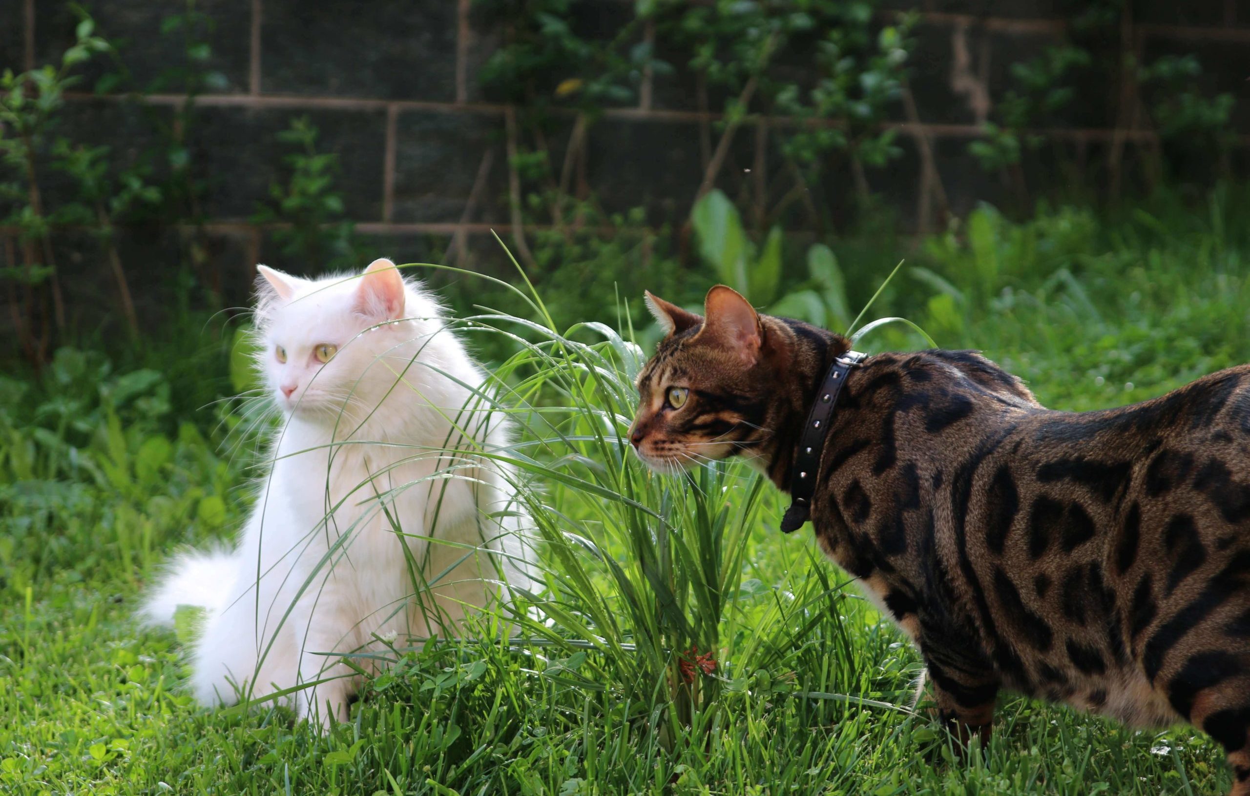 Bengal Cat with other White Cat