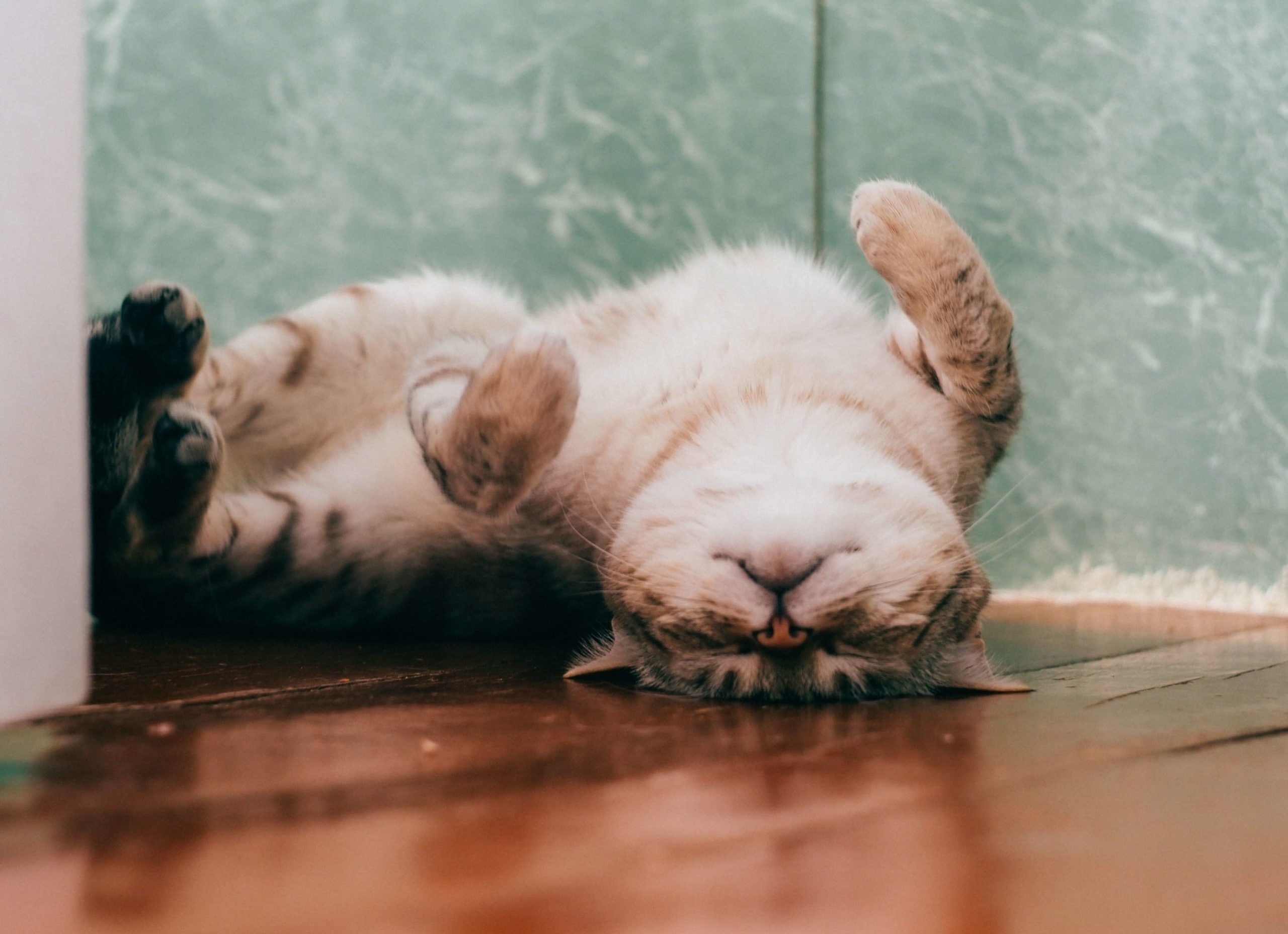 Bengal Cat Rubbing Head On Floor