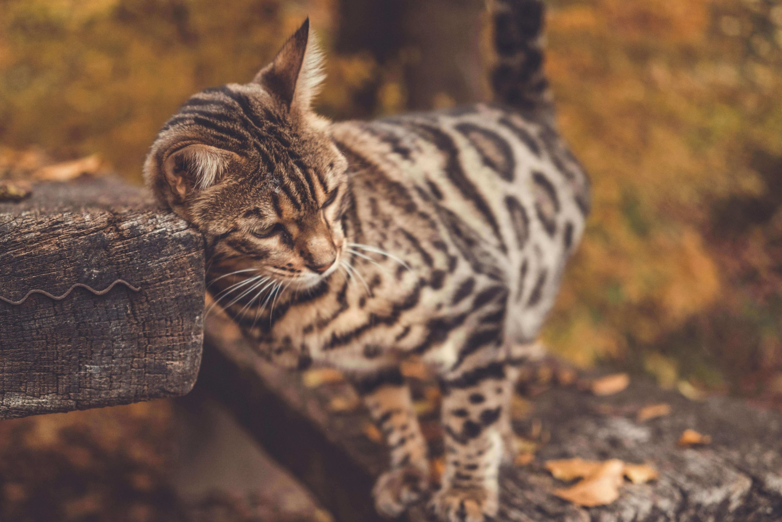 Bengal Cat Outside During Fall