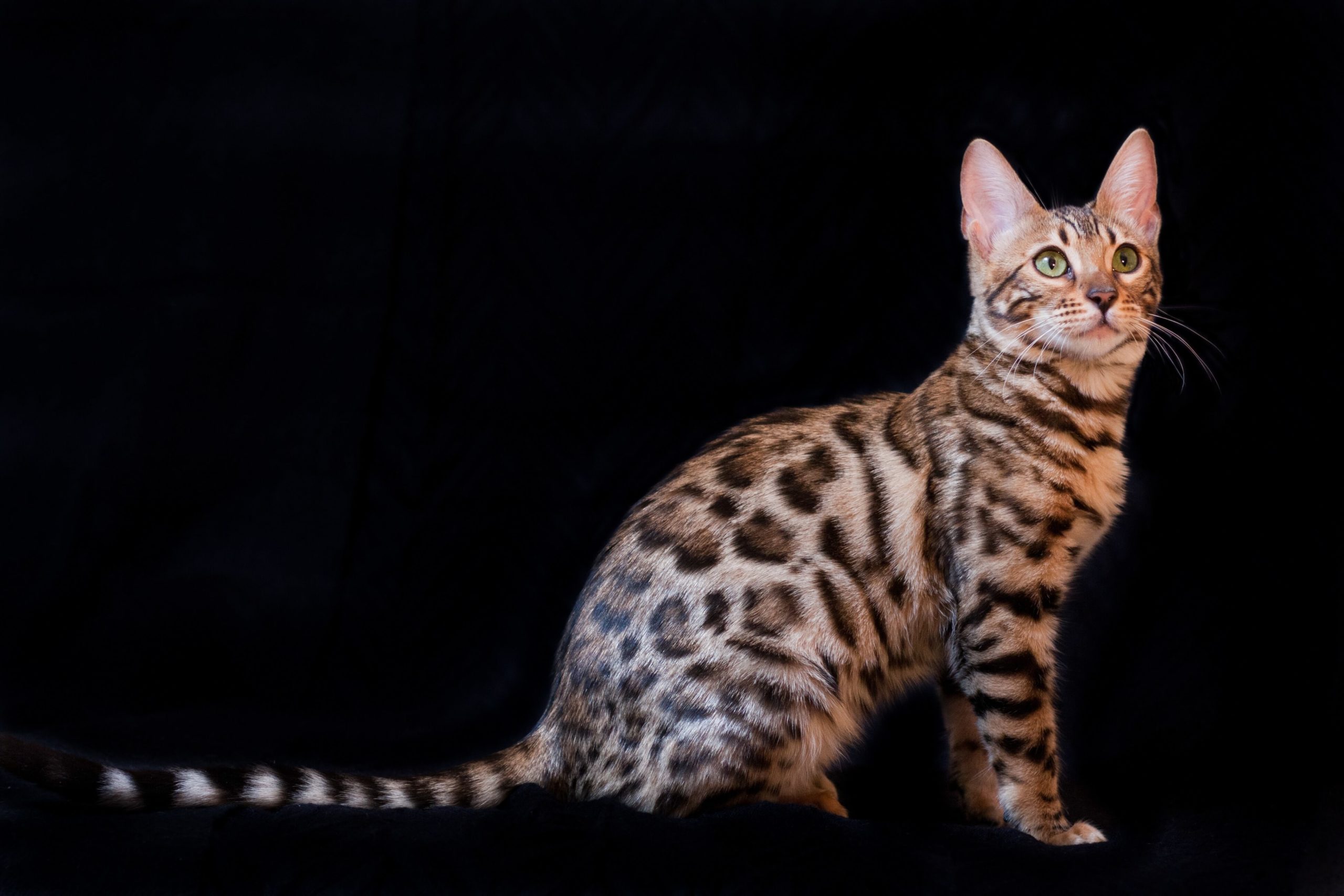 Bengal Cat With Black Background