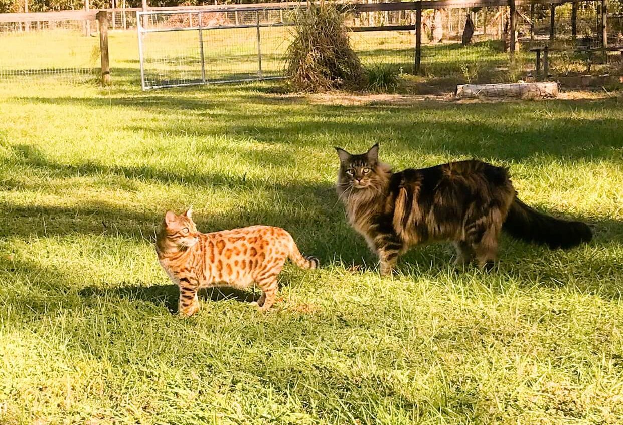 Bengal Cat Outdoors Next To Other Cat