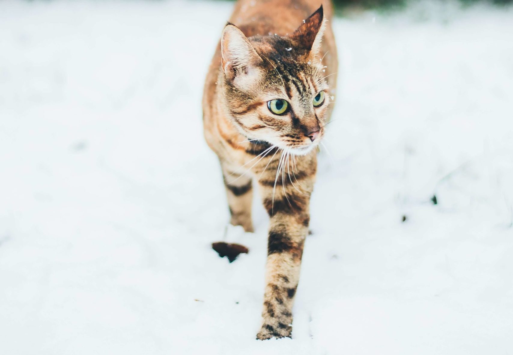 Bengal Cat Walking in Snow
