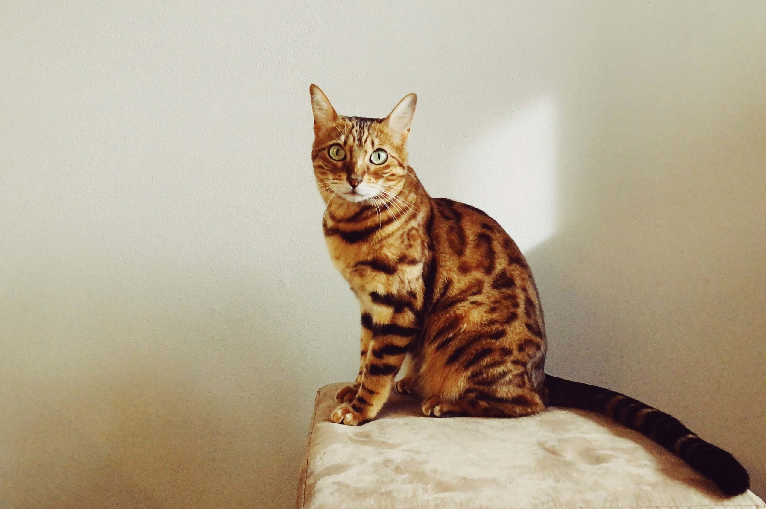 Bengal Cat Sitting On Cushion With Tail Resting Behind It