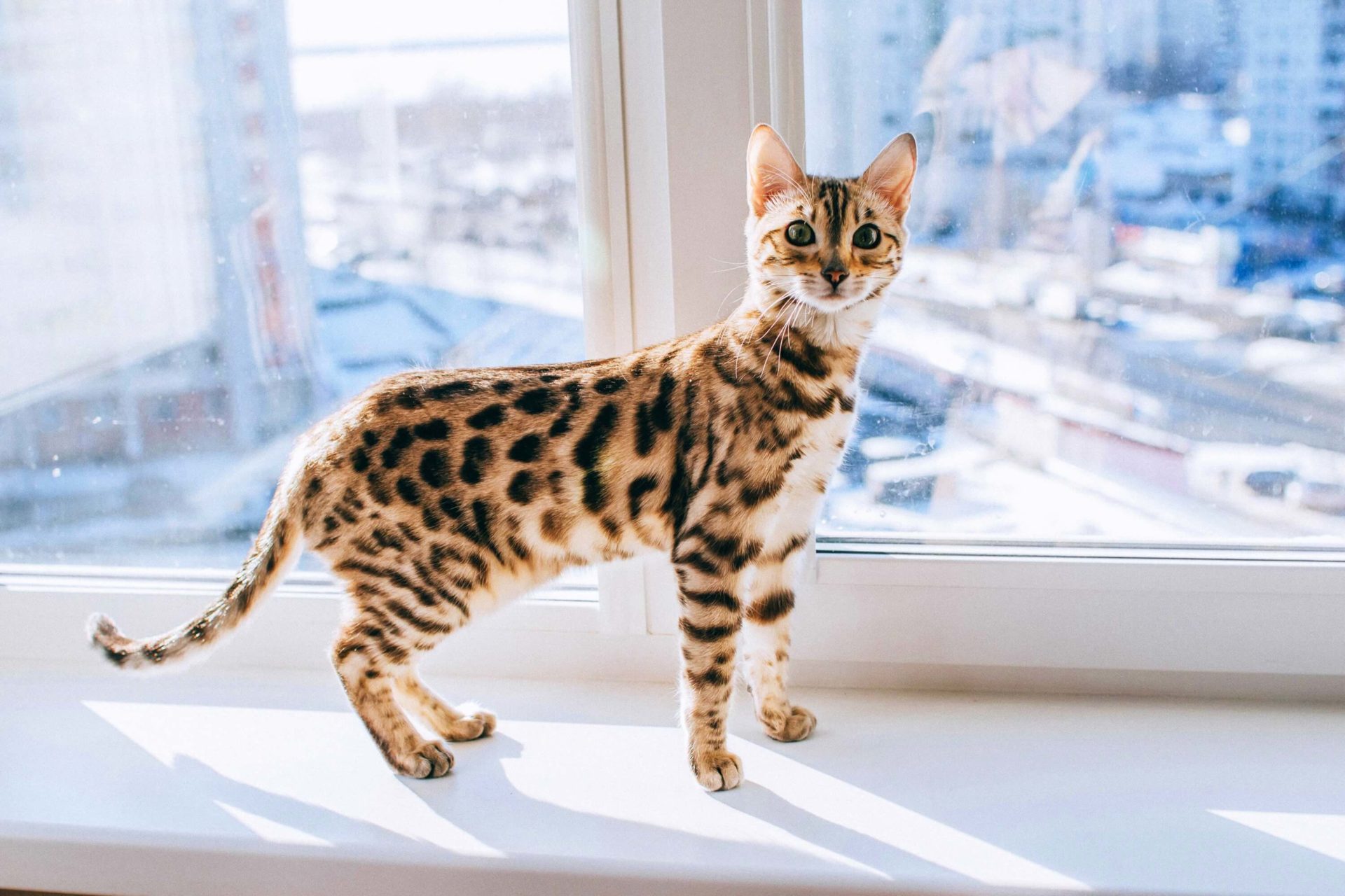 Bengal Cat Standing on Window Sill