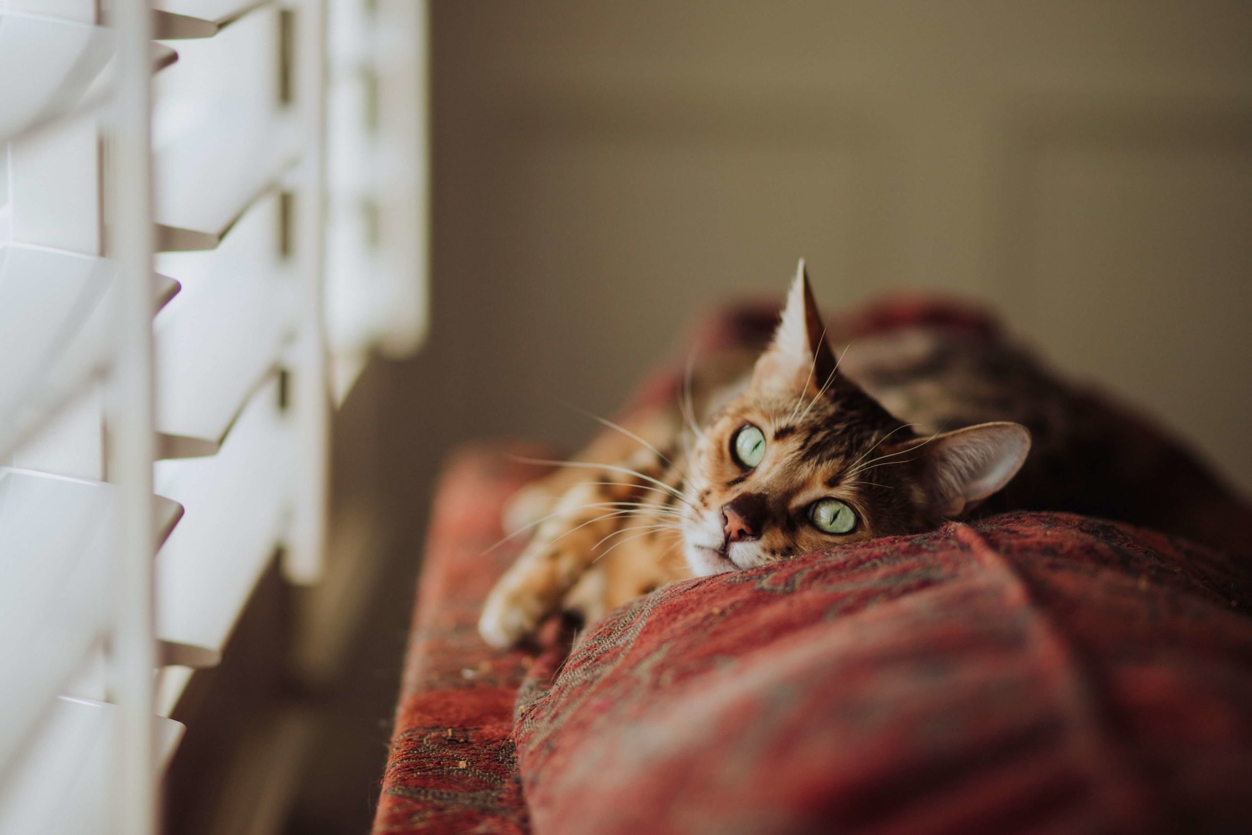 Bengal Cat Laying On Couch Next To Open Window