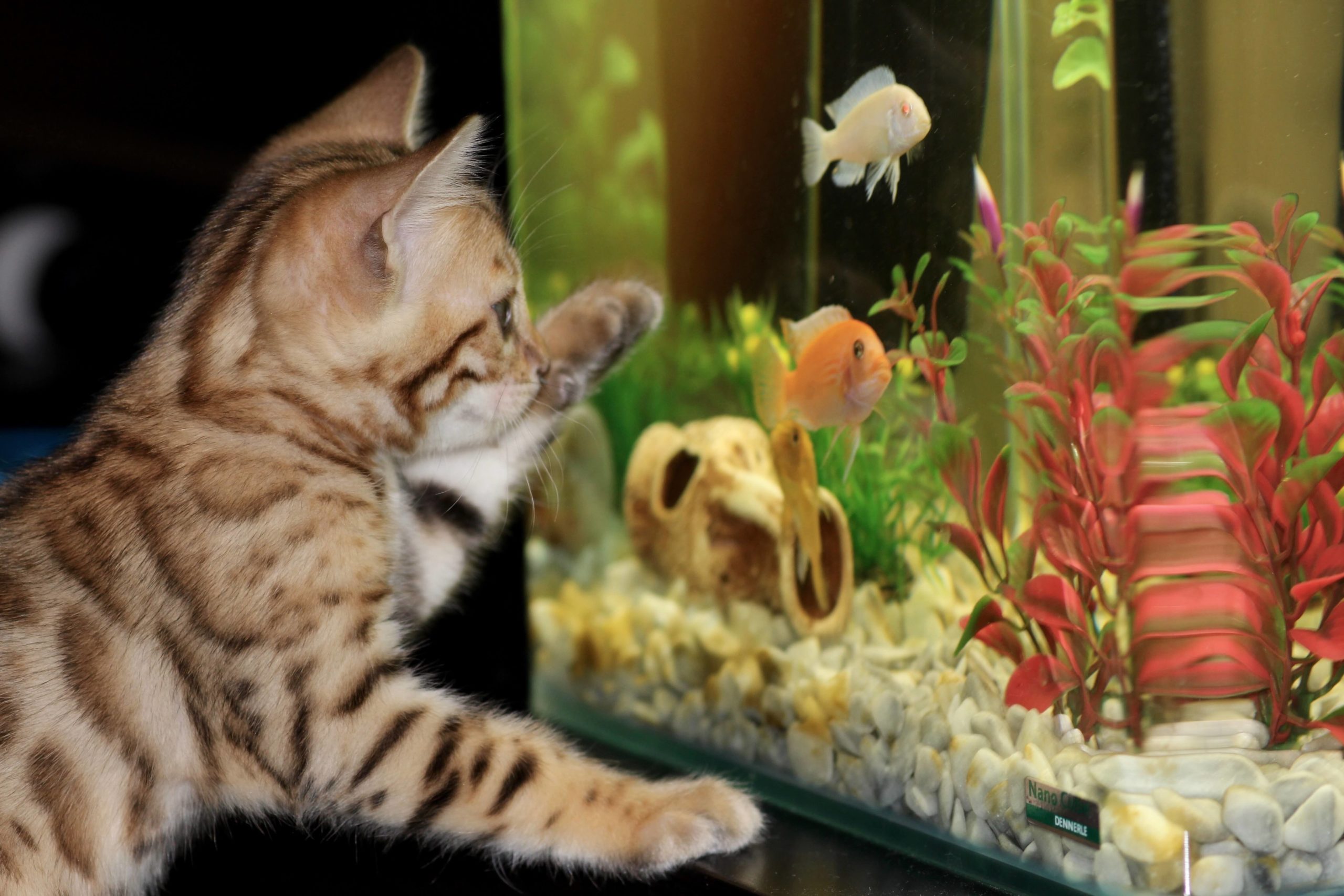 Bengal Cat Looking Into Fish Tank