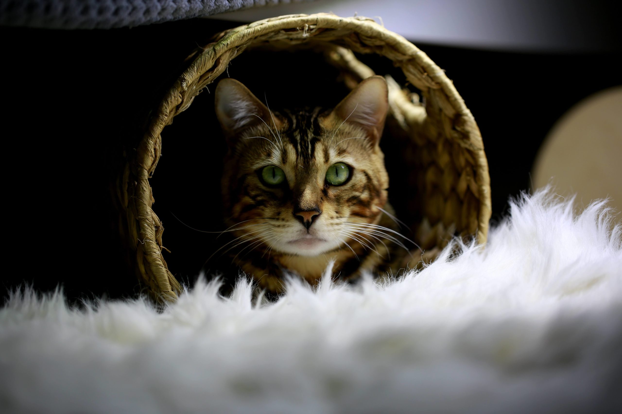 Bengal cat looking out from under a basket