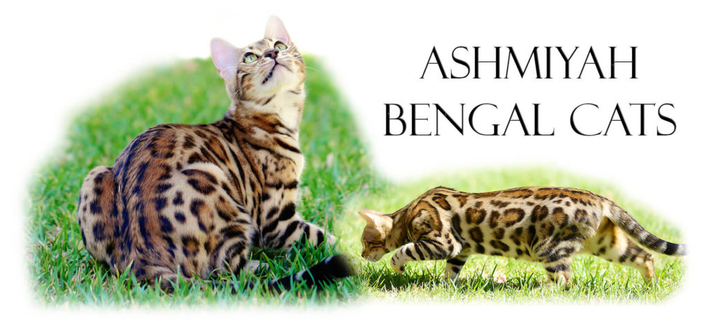 Ashmiyah Bengal Cats Logo