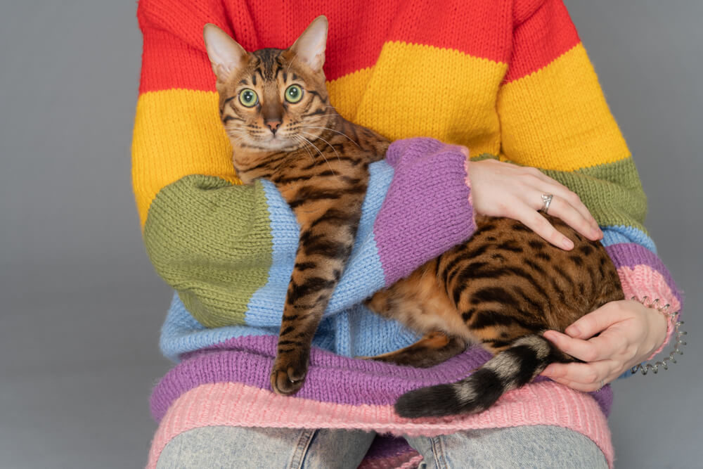 Bengal Cat Held By Lady