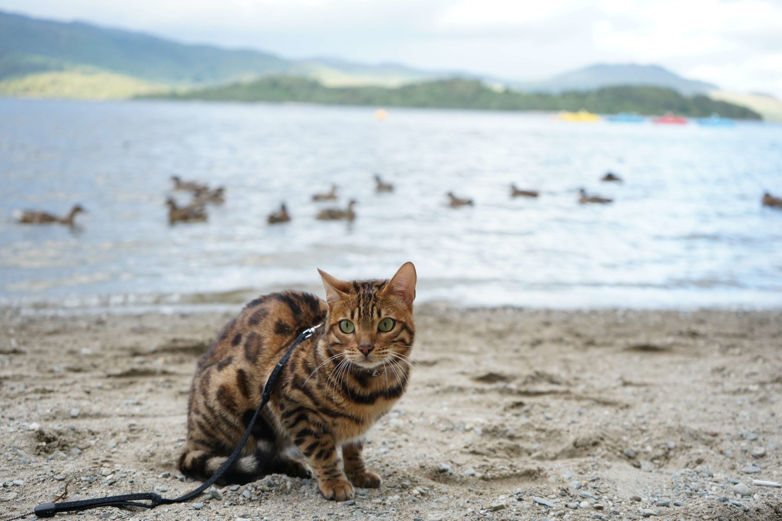 Bengal Cat on a Beach