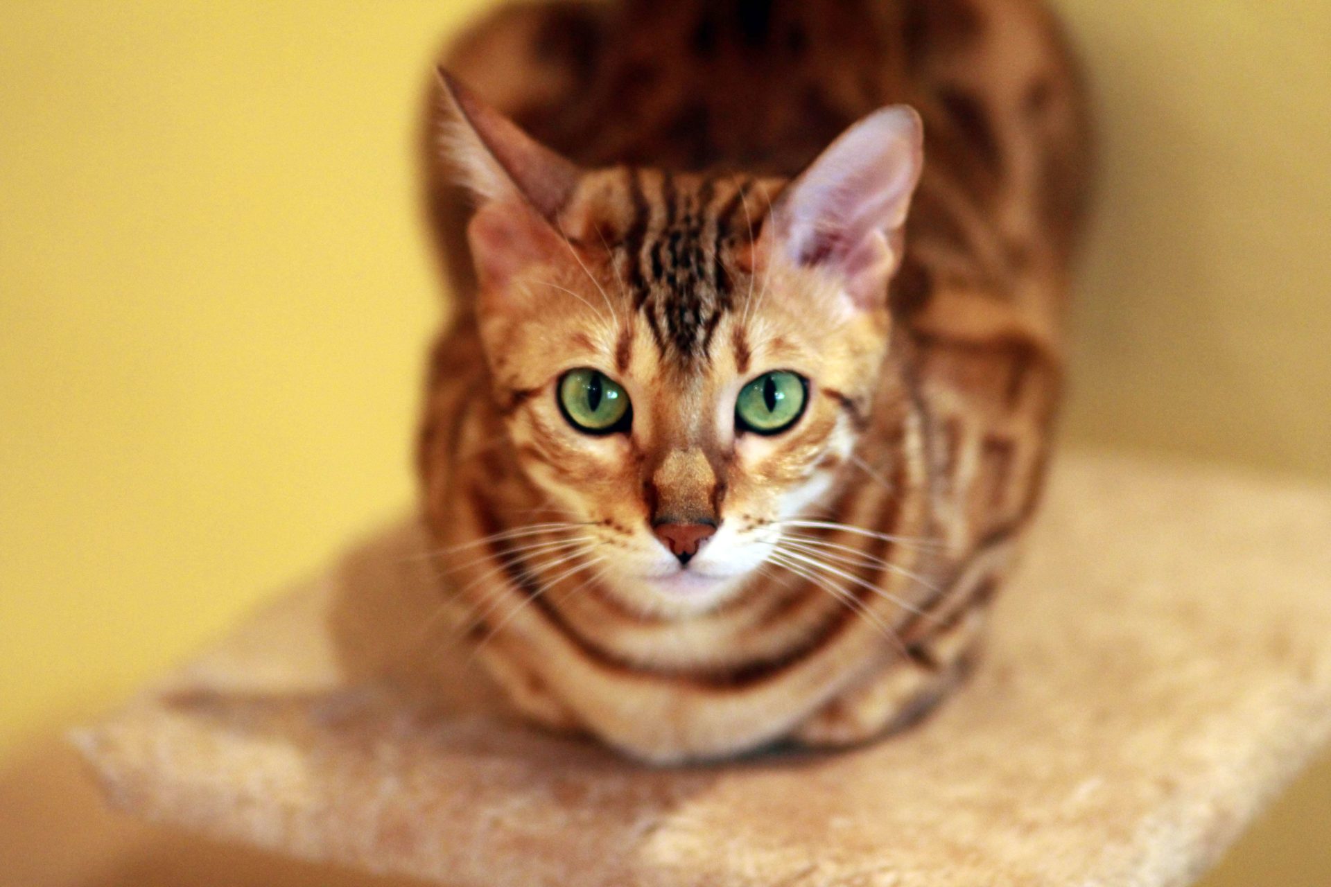 Bengal Cat with Green Eyes on Cat Post