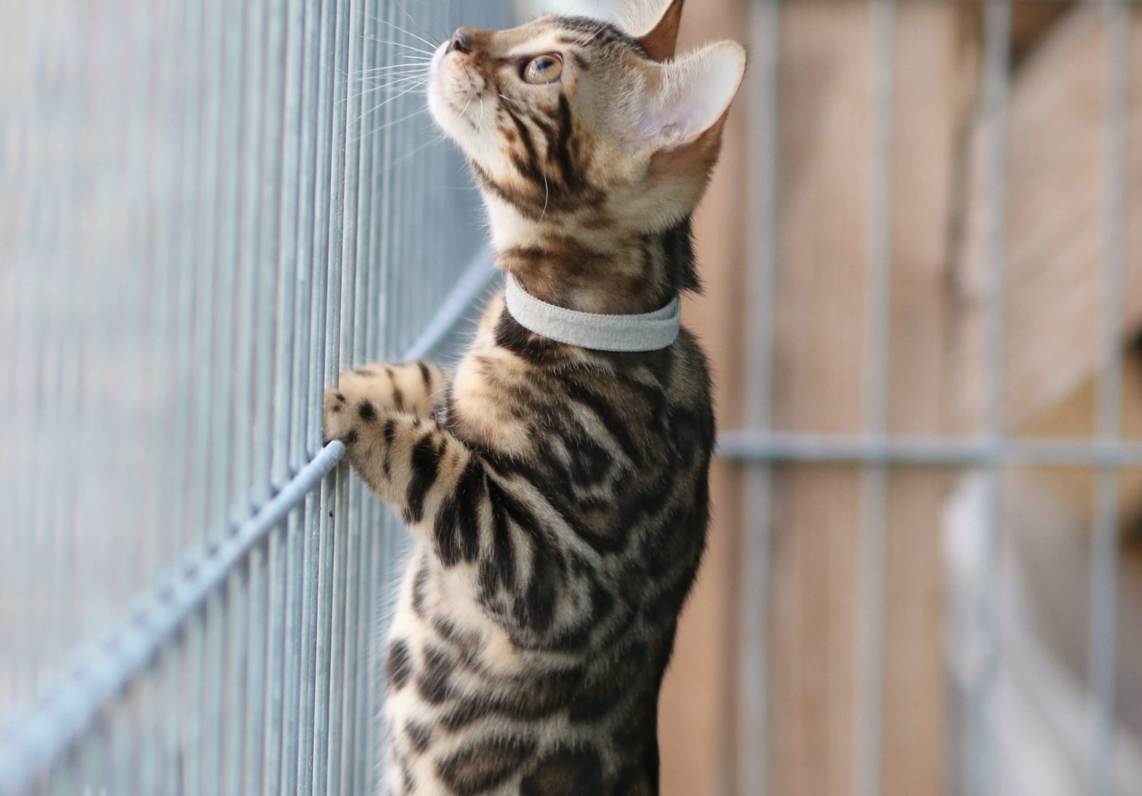 Bengal Cat Climbing Cage Interior