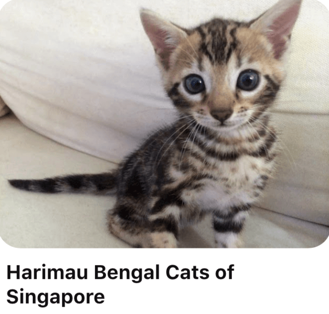 Harimau Bengal Cats of Singapore logo