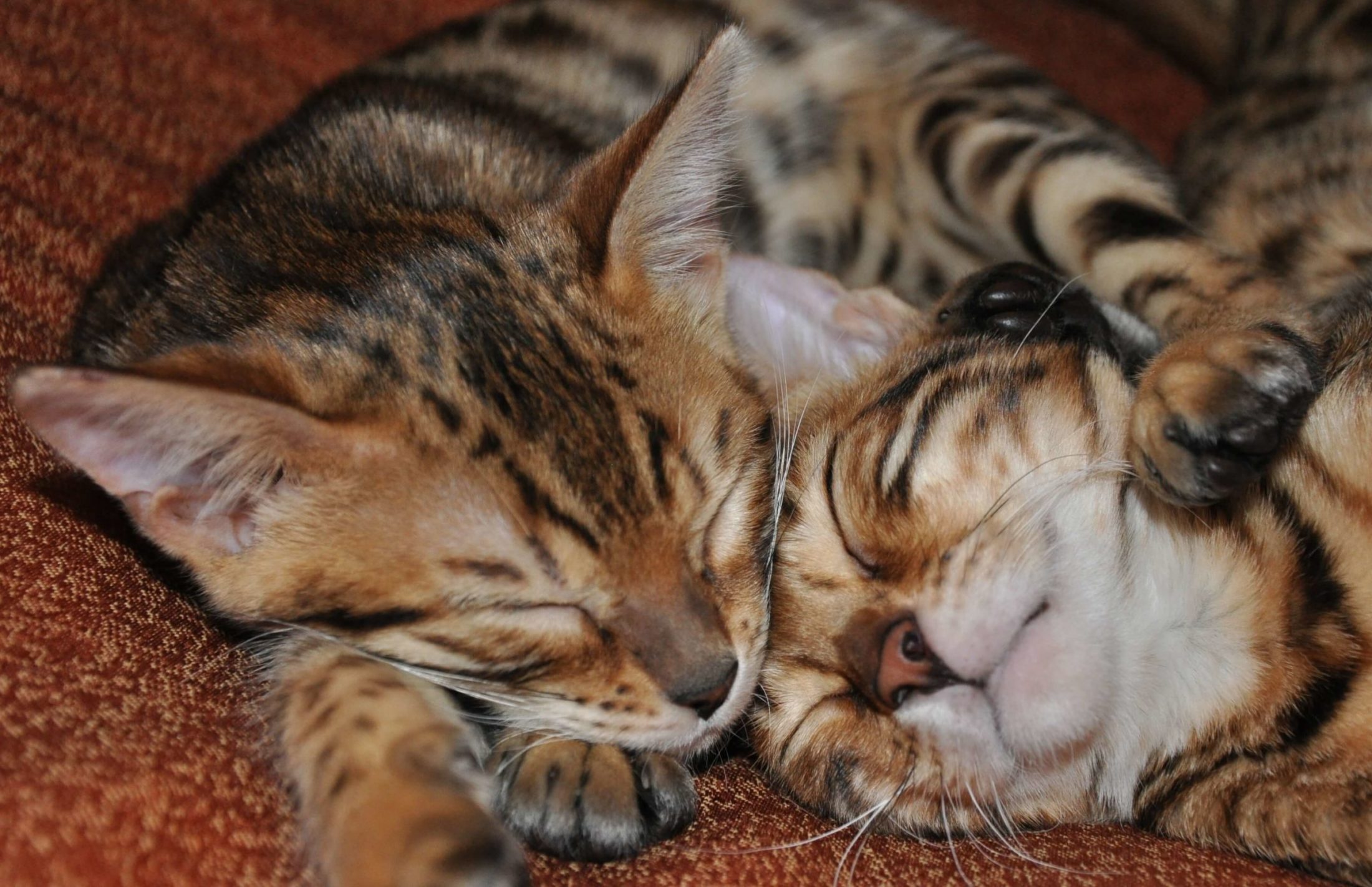 What Is the Average Bengal Cat Litter Size? Bengal Cat Republic