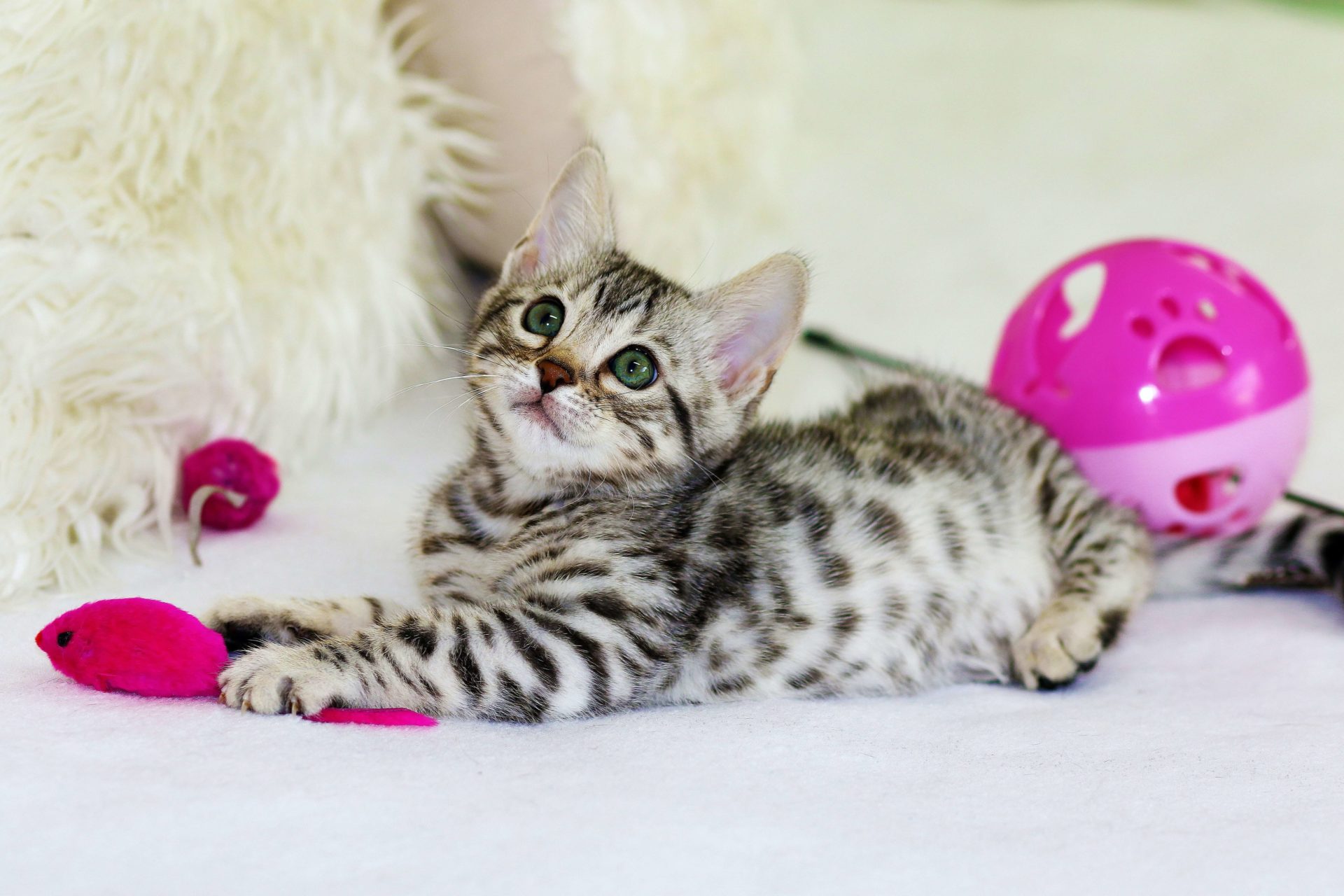 Grey Bengal Cat Playing With Cat Toys