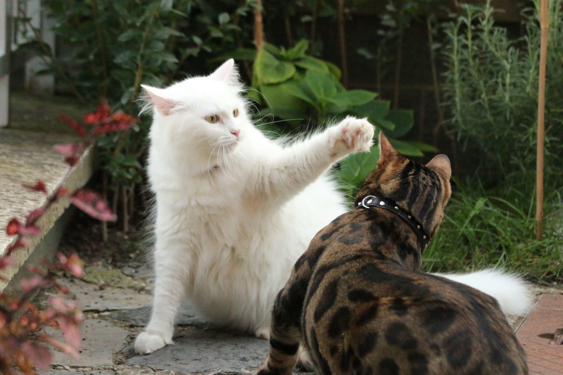 Bengal Cat Being Aggressive to White Cat in Fight