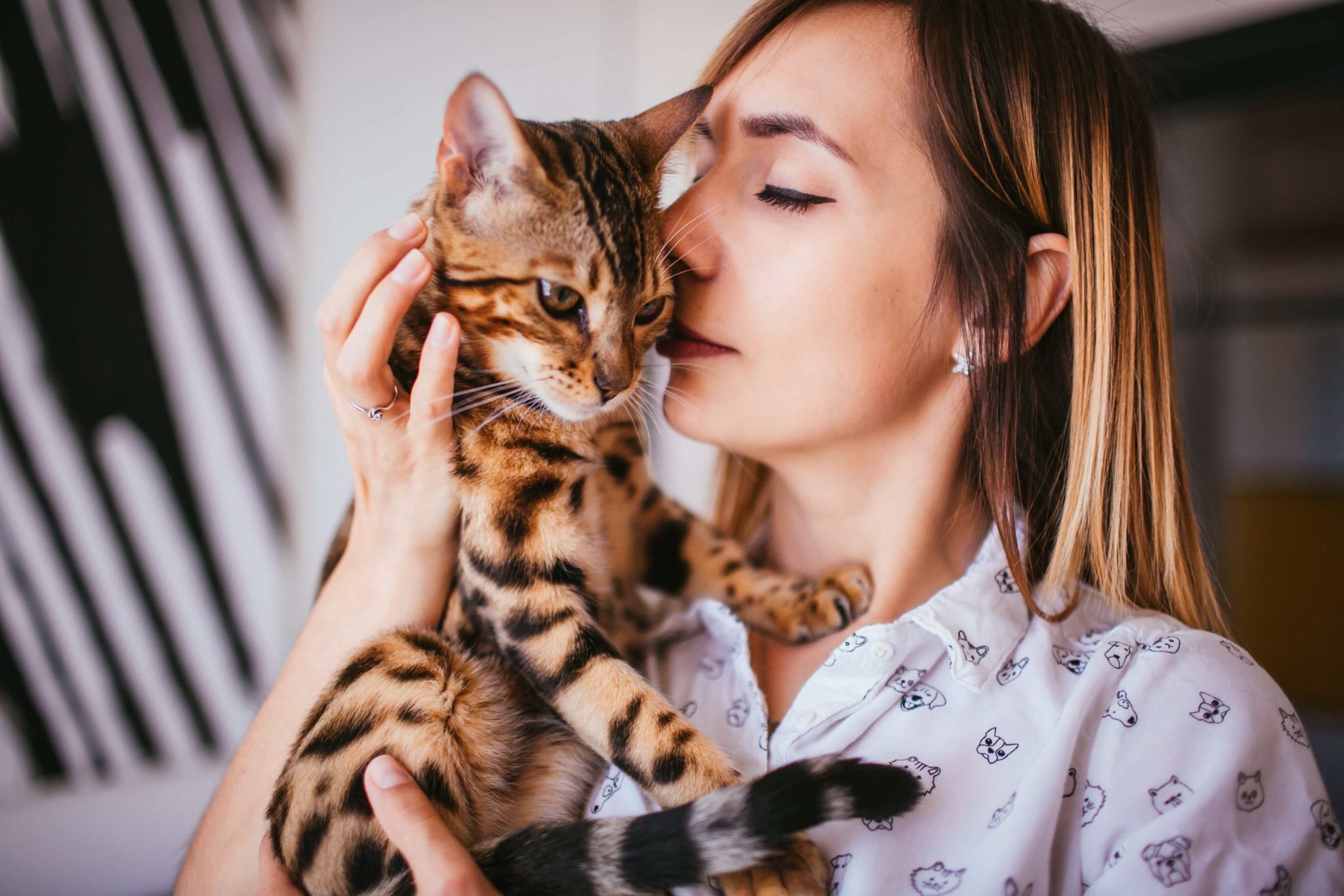 Do Bengal Cats Have Soft Fur? Bengal Cat Republic