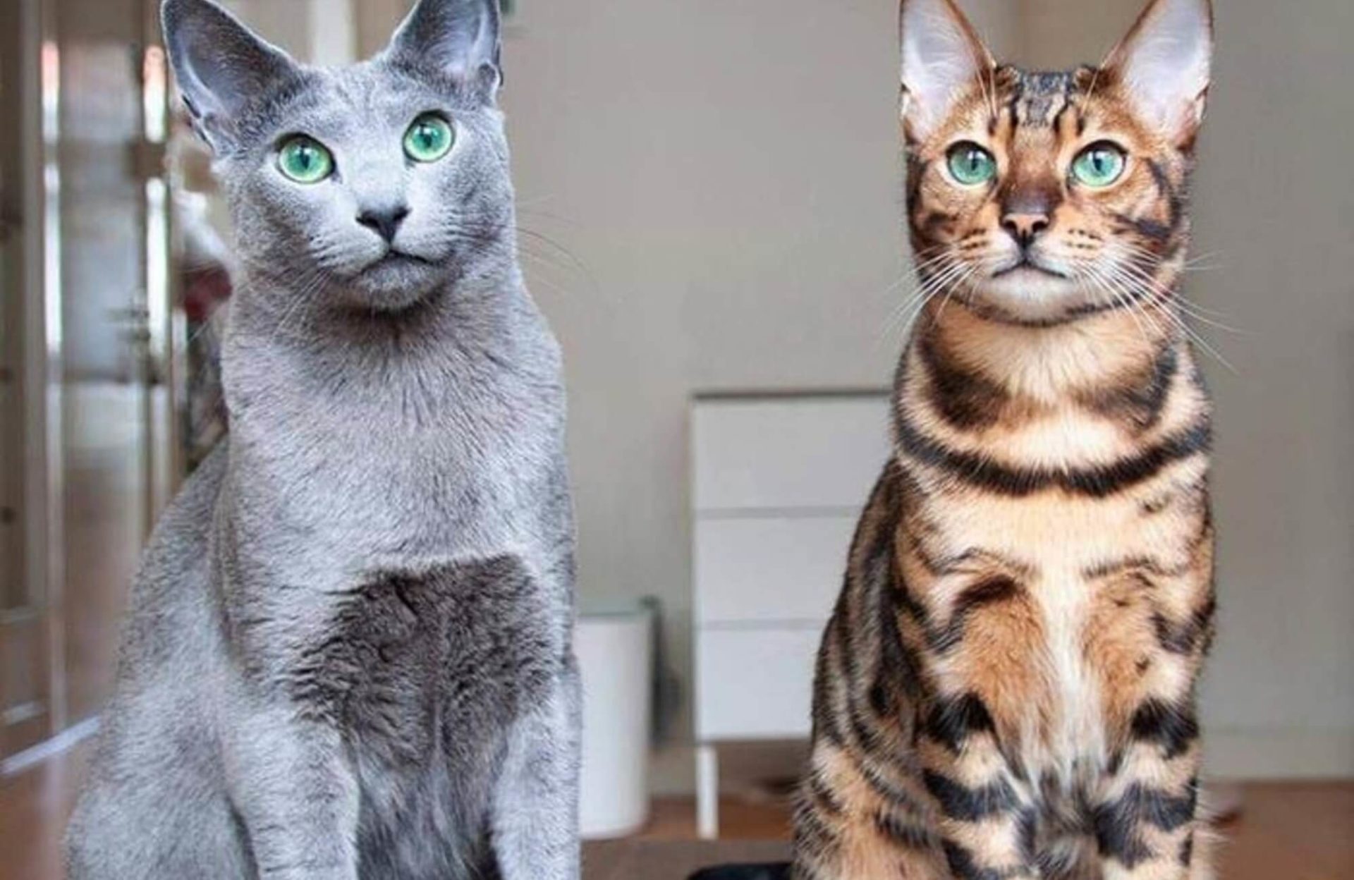 bengal cat next to blue russian cat