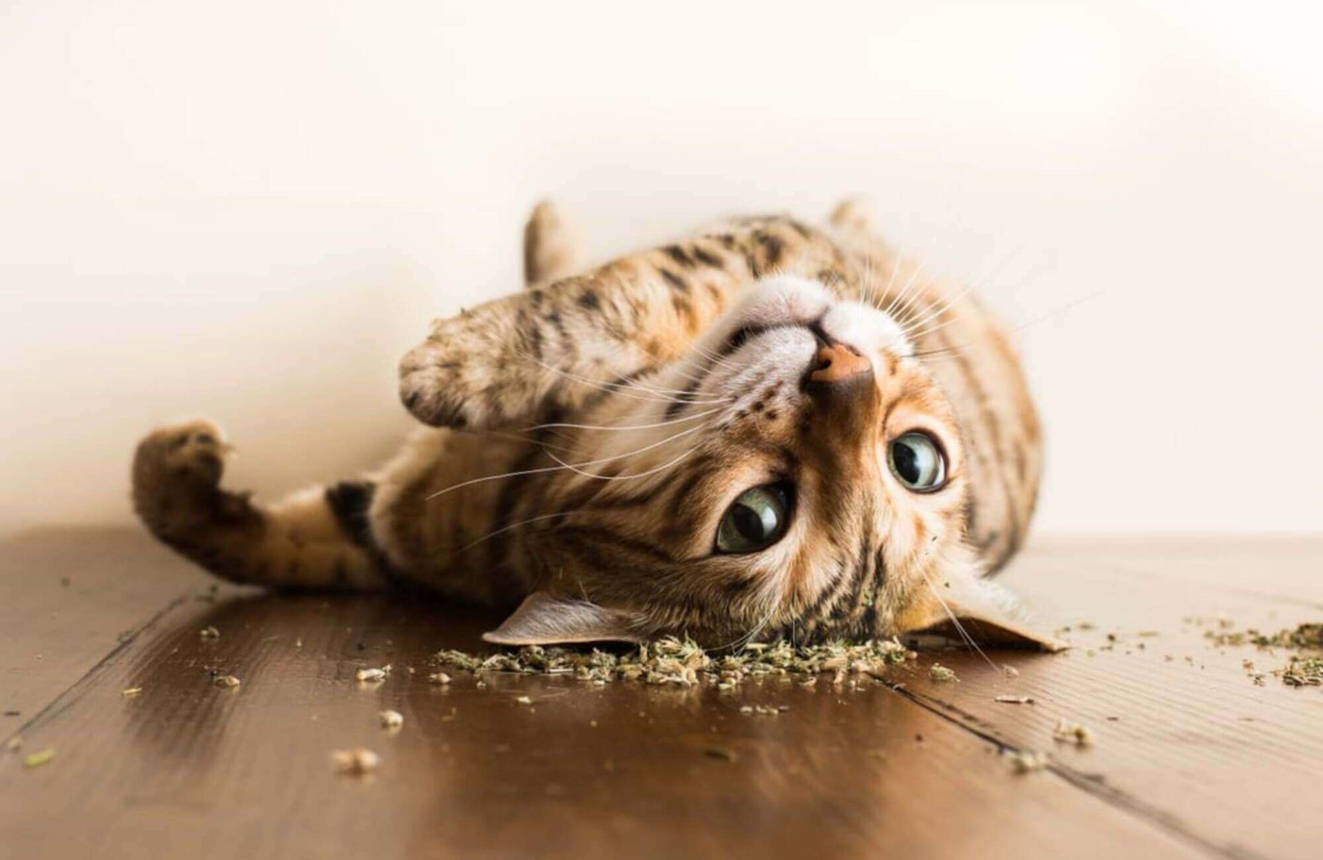 Bengal Cat Rolling on Floor in Catnip