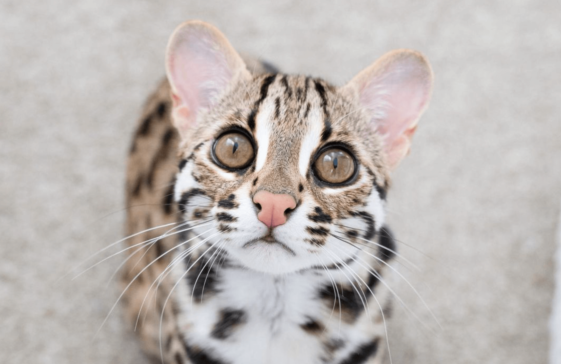 Close up of asian leopard cat face