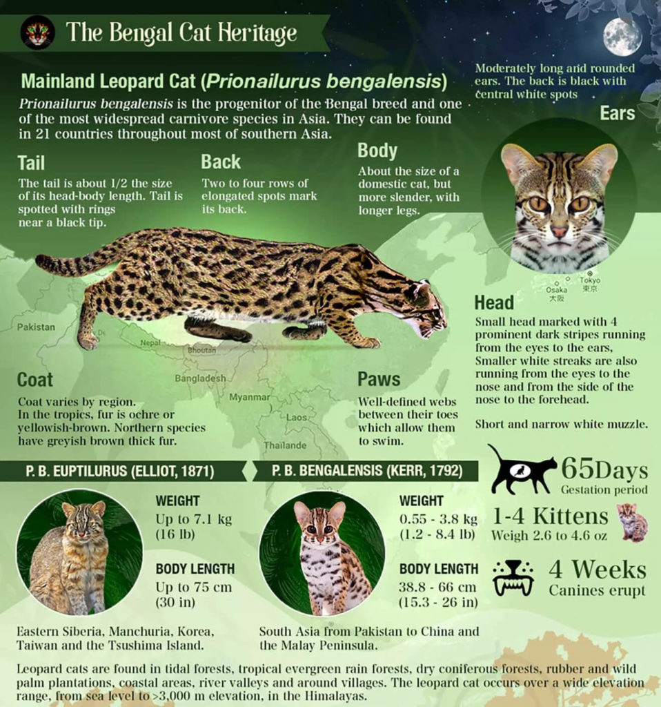 Infographic on the Asian leopard cat