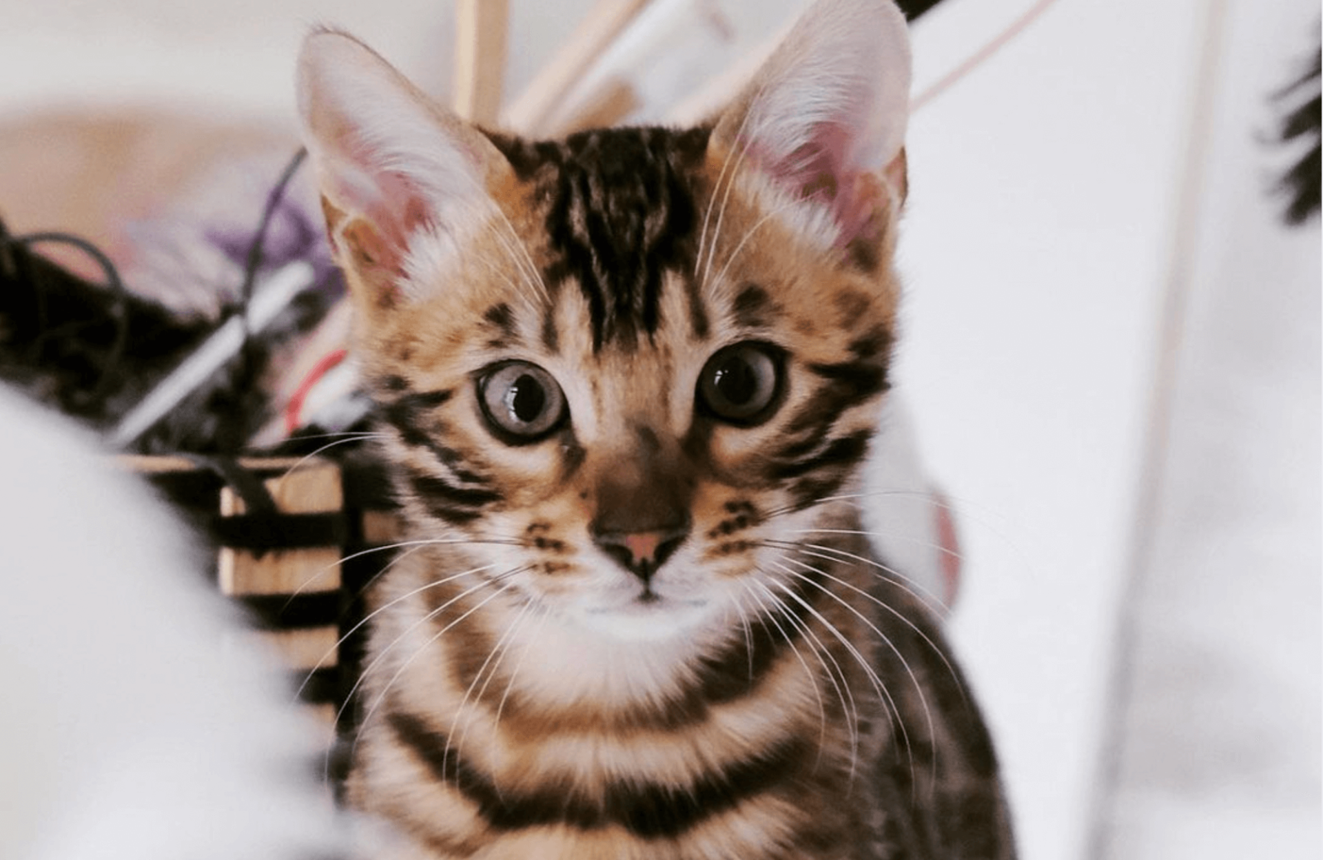 Close up of bengal kitten