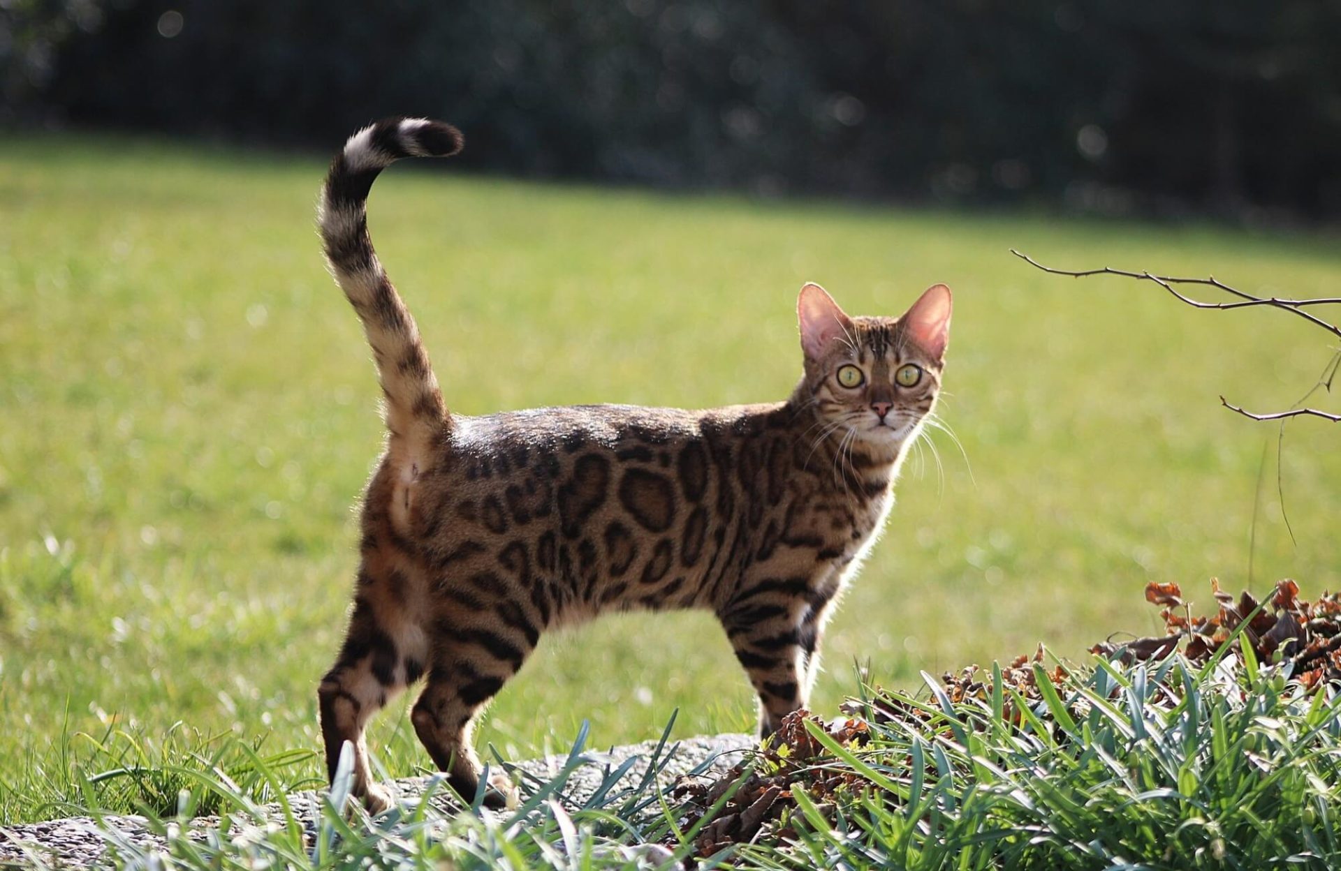 Bengal Cat Walking Outdoors