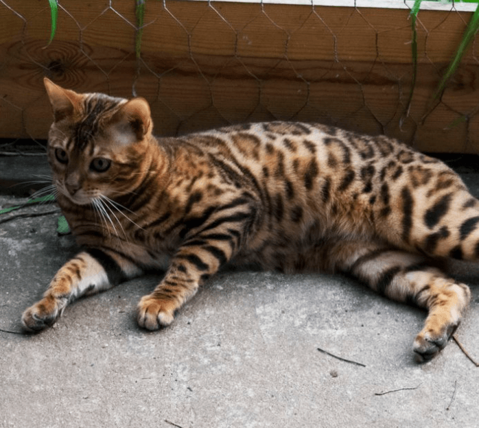 Kaishei Bengals male bengal cat