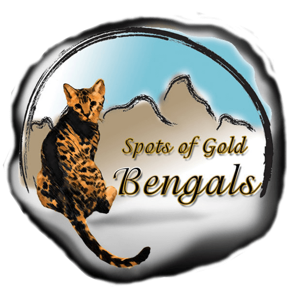 Spots of gold bengals