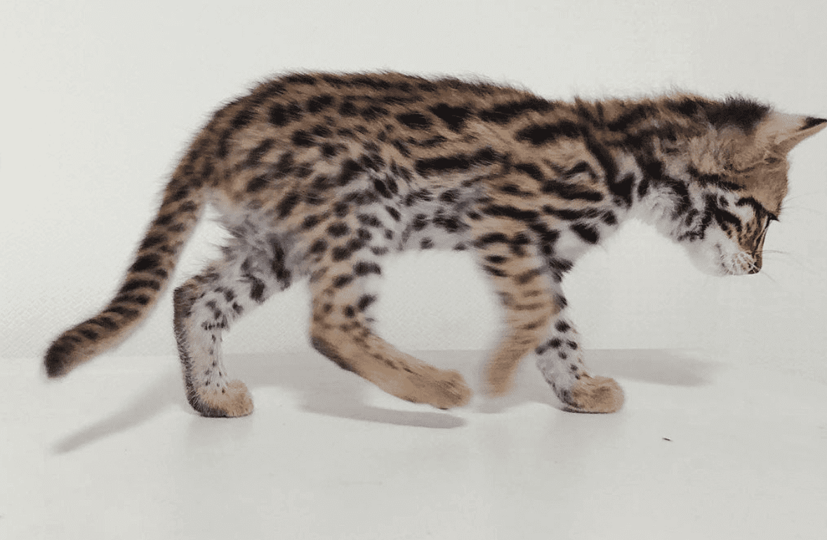 Asian leopard kitten with white background