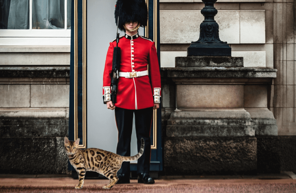 Where To Buy Bengal Cats in the UK? (2023) Bengal Cat Republic