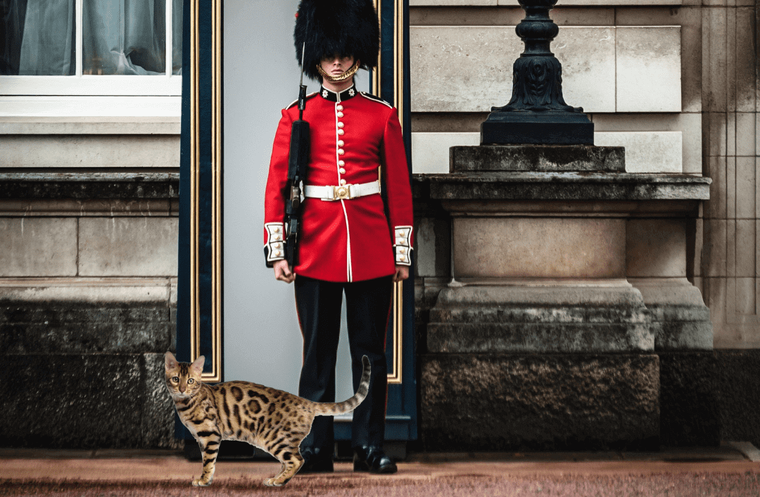 Bengal Cat in the UK