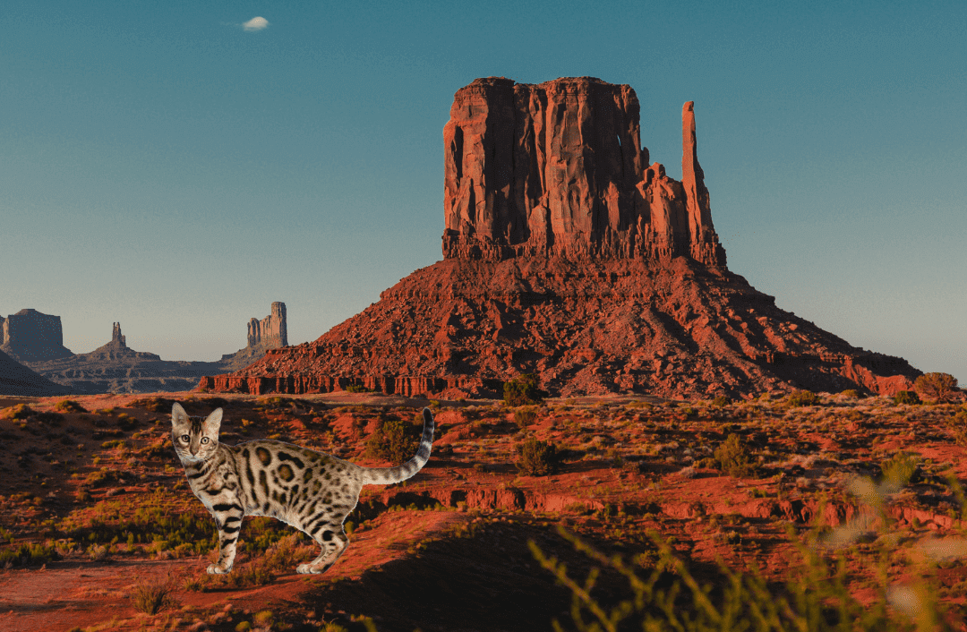 Bengal cat in Arizona