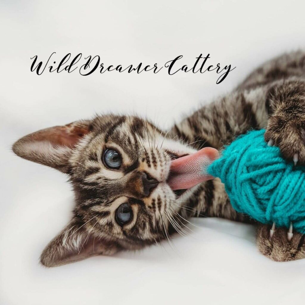Wild Dreamer Cattery logo