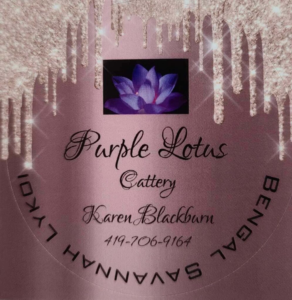 Purple Lotus Cattery logo