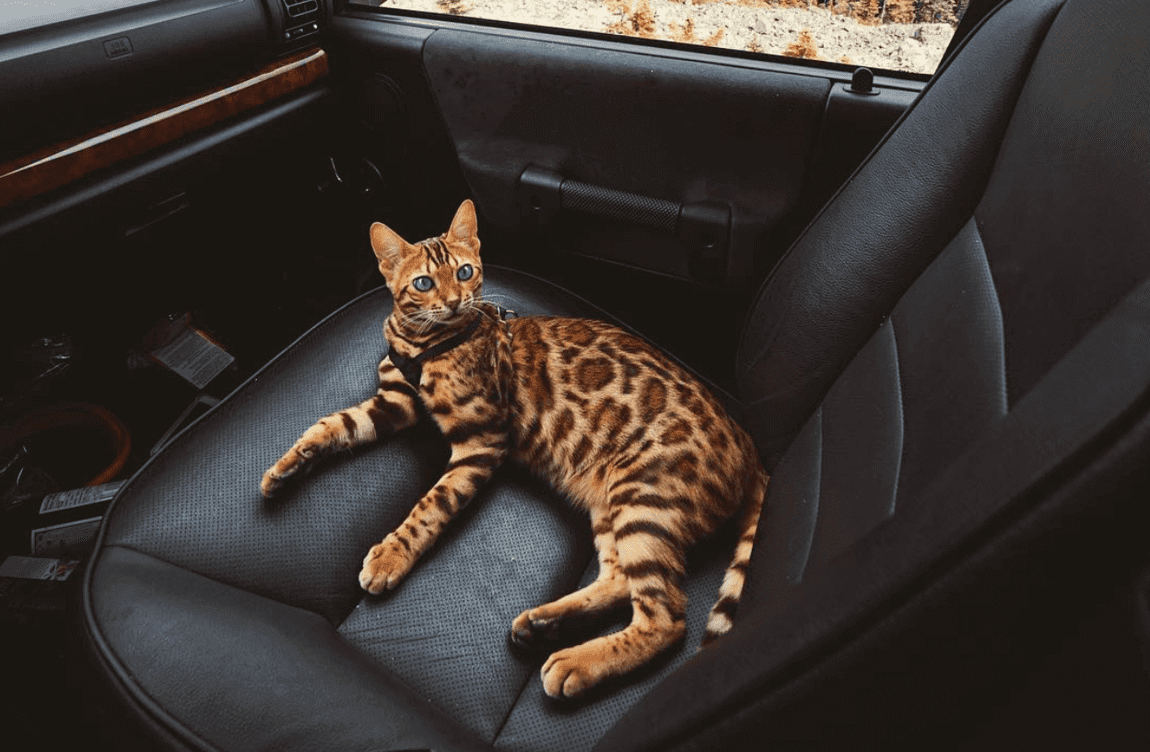 Bengal cat in passenger seat of car