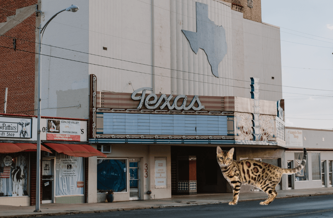 Bengal cat in Texas