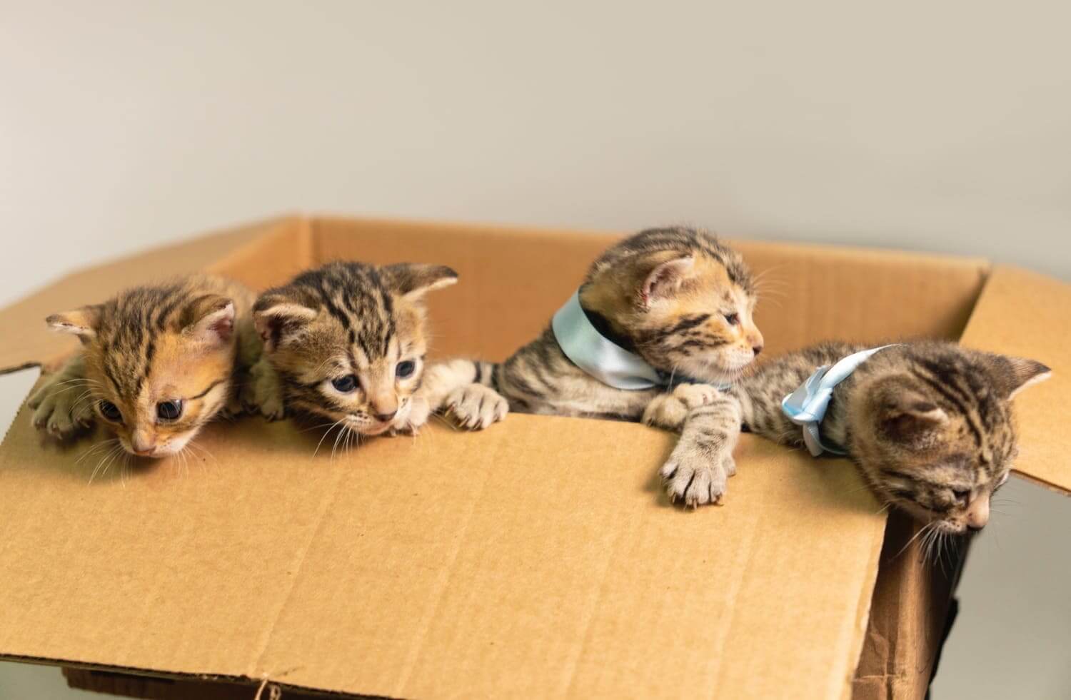 Bengal kittens in a box